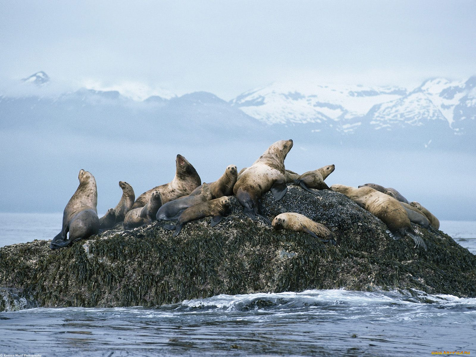 Шантарские острова тюлени
